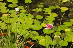 Bloomique Plantes De Bassin | - Nymphaea attraction - nénuphar - rouge - plantes de bassin - hauteur 10-20 cm - pot 11 cm