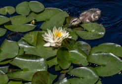 Bloomique Plantes De Bassin | - Nymphaea marliacea chromat - nénuphar - jaune - plantes de bassin - hauteur 10-20 cm - pot 11 cm