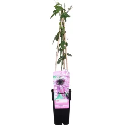 Bloomique Plantes Grimpantes | - Passiflora 'purple haze' - fleur de la passion - violette - 50-70 cm de haut - pot 15 cm