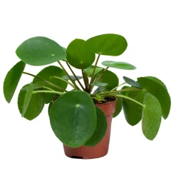 Bloomique Plantes Vertes | - Pilea peperomioides - plante à monnaie chinoise - plantes d’intérieur - 15-20 cm de haut - pot 12 cm