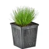 Bloomique - Scirpus cernuus - scirpe retombant - plantes de bassin - hauteur 10-20 cm - pot 11 cm New