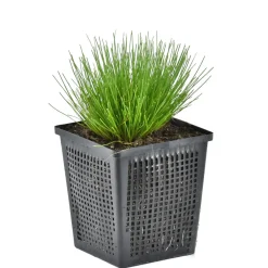 Bloomique - Scirpus cernuus - scirpe retombant - plantes de bassin - hauteur 10-20 cm - pot 11 cm New