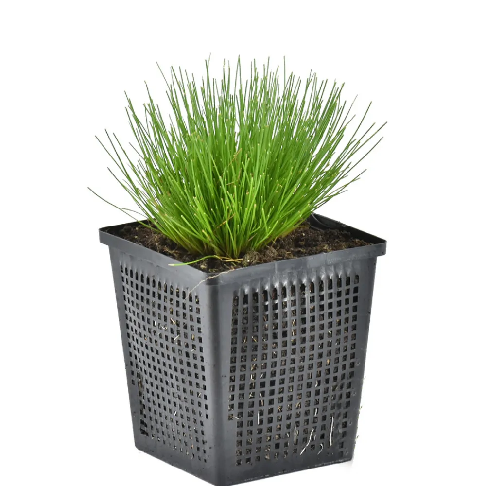 Bloomique - Scirpus cernuus - scirpe retombant - plantes de bassin - hauteur 10-20 cm - pot 11 cm New