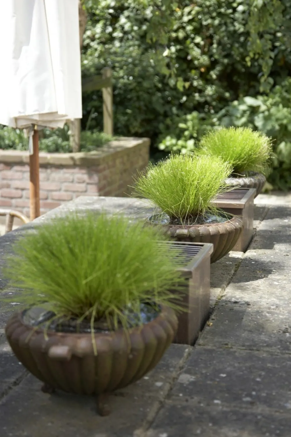 Bloomique - Scirpus cernuus - scirpe retombant - plantes de bassin - hauteur 10-20 cm - pot 11 cm New
