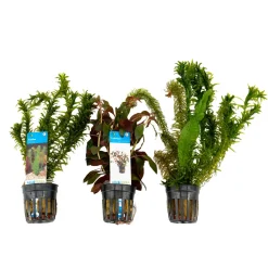 Bloomique - Set de 3 - plantes d'aquarium véritables - accessoires d'aquarium - hauteur 15-20 cm Clearance