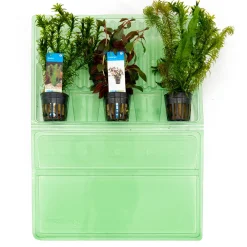 Bloomique - Set de 3 - plantes d'aquarium véritables - accessoires d'aquarium - hauteur 15-20 cm Clearance