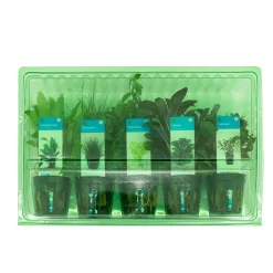 Bloomique - Set de 5 - plantes d'aquarium véritables - plantes aquatiques - purifiantes - hauteur 15-20 cm Online