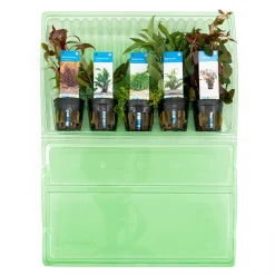 Bloomique Plantes Et Décoration | - Set de 5 - plantes d'aquarium véritables - plantes aquatiques - purifiantes - hauteur 15-20 cm