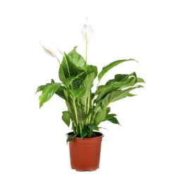 Bloomique Plantes Fleuries | - Spathiphyllum - fleur de lune - plante d’intérieur - dépolluante - 60-80 cm de haut - pot 17 cm