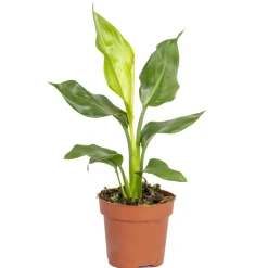 Bloomique Plantes Fleuries | - Strelitzia reginae - oiseau de paradis - plante d’intérieur - hauteur 30-40 cm - pot 12 cm