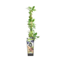 Bloomique - Vaccinium corymbosum 'goldtraube' - myrtille - plantes fruitières - ⌀14 cm - hauteur 60-70cm New