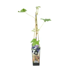 Bloomique - Vitis vinifera 'boskoop glory' - plant de raisin - raisins bleus - ⌀14 cm - hauteur 60-70cm Clearance