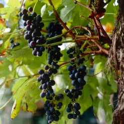 Bloomique - Vitis vinifera 'boskoop glory' - plant de raisin - raisins bleus - ⌀14 cm - hauteur 60-70cm Clearance