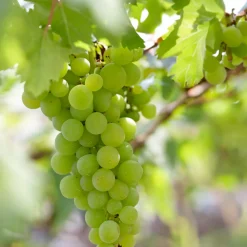 Bloomique - Vitis vinifera 'vroege van der laan' - plant de raisin - raisins blancs - ⌀14 cm - hauteur 60-70cm Outlet