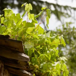 Bloomique - Vitis vinifera 'vroege van der laan' - plant de raisin - raisins blancs - ⌀14 cm - hauteur 60-70cm Outlet