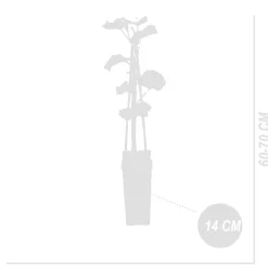 Bloomique - Vitis vinifera 'vroege van der laan' - plant de raisin - raisins blancs - ⌀14 cm - hauteur 60-70cm Outlet