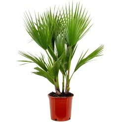 Bloomique - Washingtonia robusta - palmier éventail mexicain - palmier rustique - hauteur 80-100 cm - pot 21 cm Outlet