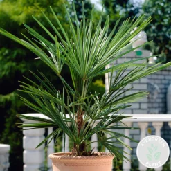Bloomique - Washingtonia robusta - palmier éventail mexicain - palmier rustique - hauteur 80-100 cm - pot 21 cm Outlet