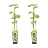 Bloomique - 2x vitis vinifera 'vroege van der laan' - plant de raisin - ⌀14 cm - hauteur 60-70cm