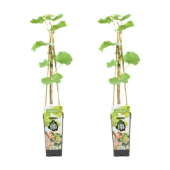 Bloomique - 2x vitis vinifera 'vroege van der laan' - plant de raisin - ⌀14 cm - hauteur 60-70cm