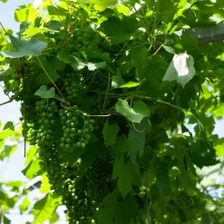 Bloomique - 2x vitis vinifera 'vroege van der laan' - plant de raisin - ⌀14 cm - hauteur 60-70cm