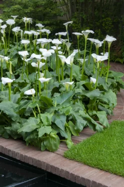 Bloomique Plantes De Bassin | - Zantedeschia aethiopica - arum blanc - plantes de bassin - 10-20 cm de haut - pot 9 cm