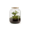 NA Bonbonne classic S Ginseng