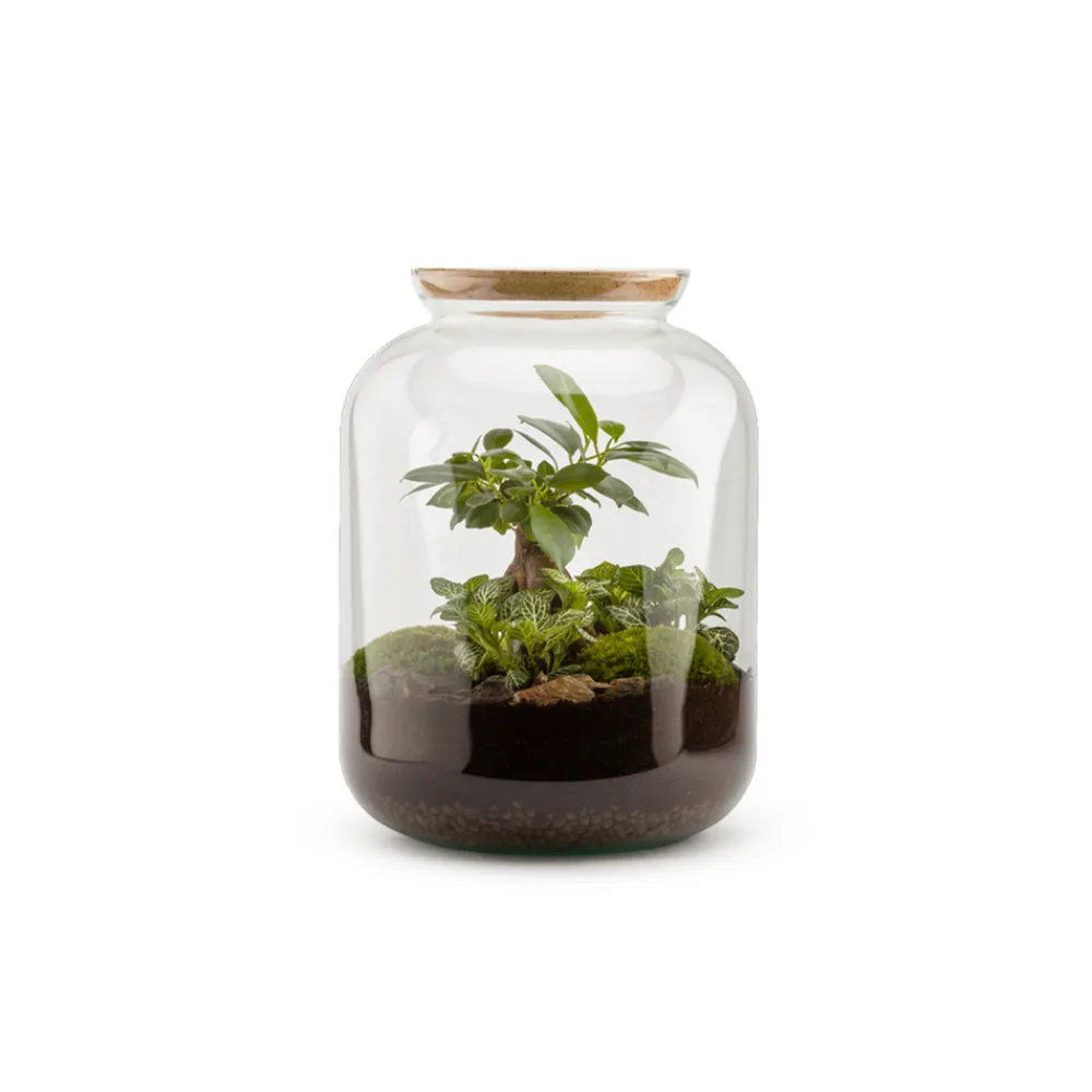 NA Bonbonne classic S Ginseng