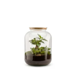 NA Bonbonne classic S Ginseng