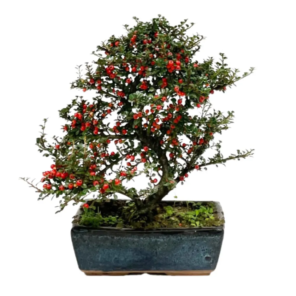 NA Bonsaï Cotoneaster - 8 ans Best
