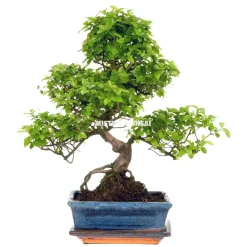 NA Bonsaï d'intérieur 9 ans avec soucoupe Outlet