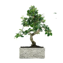 NA Bonsaï d'intérieur 6 ans, pot déco orient Clearance