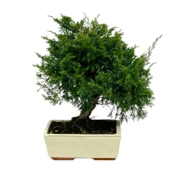 NA Bonsaïs | Bonsaï Juniperus - 8 ans