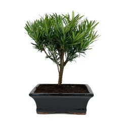 NA Bonsaï Podocarpus 5/6 ans boule Outlet