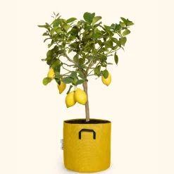 Bourgeon - Citronnier jaune - citrus lemon 60cm + pot respirant jaune ø20cm New
