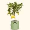 Bourgeon - Citronnier jaune - citrus lemon 60cm + pot respirant vert ø20cm Clearance