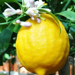 Bourgeon - Citronnier jaune - citrus lemon 60cm + pot respirant vert ø20cm Clearance