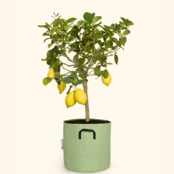 Bourgeon Fruitiers Et Agrumes | - Citronnier jaune - citrus lemon 90cm + pot respirant vert ø30cm