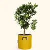 Bourgeon Fruitiers Et Agrumes | - Citronnier vert - citrus lime 80cm - pot respirant jaune ø30cm