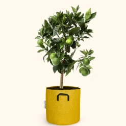 Bourgeon Fruitiers Et Agrumes | - Citronnier vert - citrus lime 80cm - pot respirant jaune ø30cm