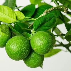 Bourgeon Fruitiers Et Agrumes | - Citronnier vert - citrus lime 80cm - pot respirant jaune ø30cm