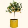 Bourgeon - Citrus calamondin 75cm + pot respirant jaune ø30cm Hot