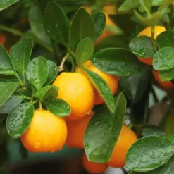 Bourgeon - Citrus calamondin 75cm + pot respirant jaune ø30cm Hot