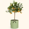 Bourgeon Fruitiers Et Agrumes | - Citrus calamondin 55cm + pot respirant vert ø20cm