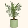 Bourgeon - Dattier des canaries - phoenix canariensis 160cm + pot respirant vert ø30cm Best