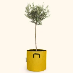 Bourgeon - Olivier européen - olea europaea 50cm + pot respirant jaune ø15cm Best