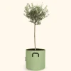 Bourgeon - Olivier européen - olea europaea 90cm + pot respirant vert ø30cm Outlet