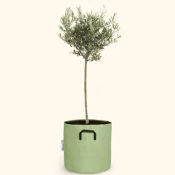 Bourgeon - Olivier européen - olea europaea 90cm + pot respirant vert ø30cm Outlet