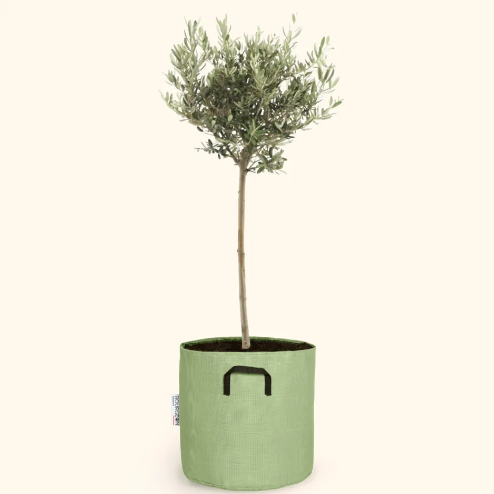 Bourgeon - Olivier européen - olea europaea 90cm + pot respirant vert ø30cm Outlet