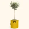 Bourgeon Fruitiers Et Agrumes | - Olivier européen - olea europaea 90cm + pot respirant jaune ø30cm